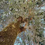Quinta Dos Mascarenhas Nature House בית כפרי אוליביירה דו הוספיטל