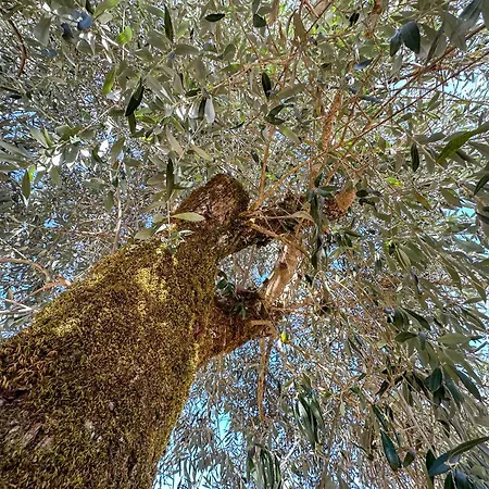 Quinta Dos Mascarenhas Nature House Летний дом Оливейра-ду-Ошпитал