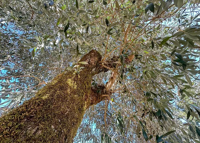 Quinta Dos Mascarenhas Nature House カントリーハウス オリヴェイラ・ド・オスピタル